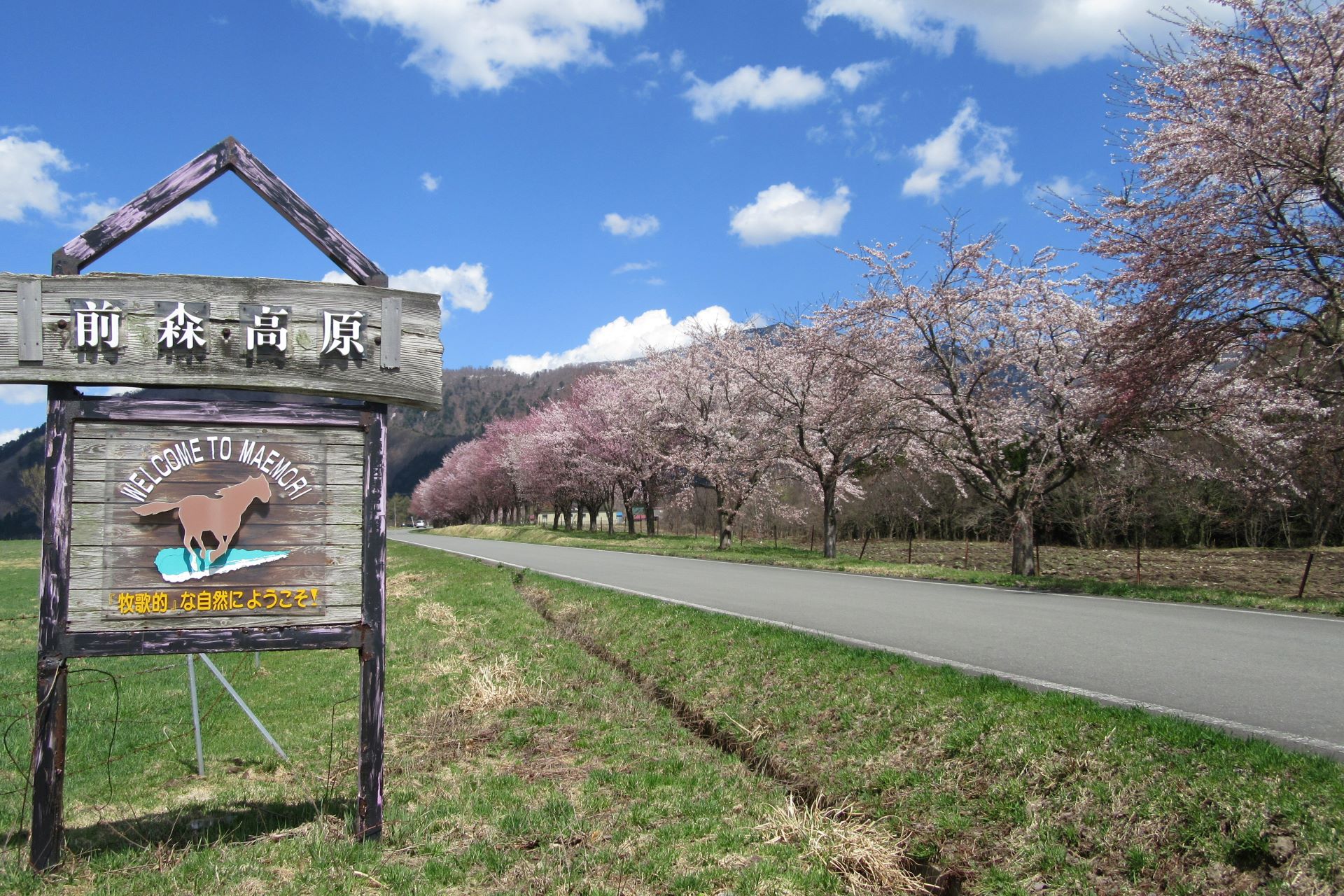 前森高原桜